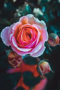Rosenblüte