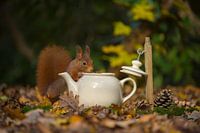 Squirrel at tea time. 