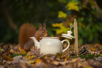 Squirrel at tea time.  by Francis Dost