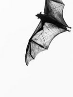Schöne Flügel des Flying Fox.
