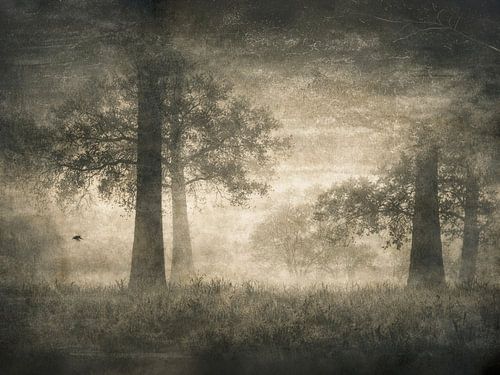 Frühaufsteher im Nebel von Affect Fotografie