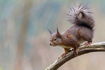 Squirrel by Martin van der Kruijk