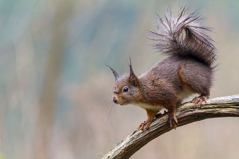 Eichhörnchen von Martin van der Kruijk