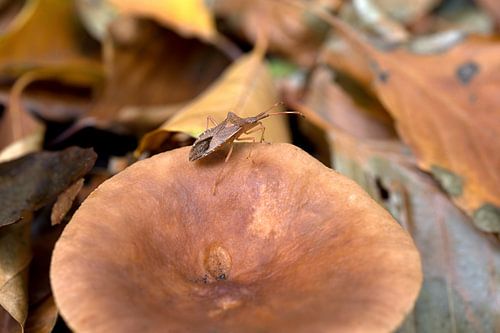 Close-up of the narrow-edged bug, Gonocerus acuteangulatus, posing on a mushroom by W J Kok