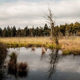 Plas in natuurgebied von Chris Tijsmans