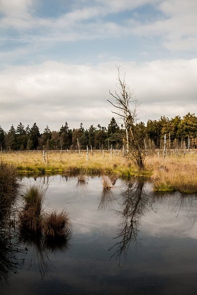 Plas in natuurgebied van Chris Tijsmans