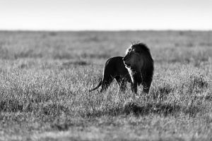 Leeuw in Masai Mara van Marco Verstraaten