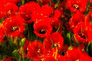 bulb, red, flowers von Carolina D'Andrea