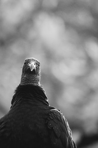 Reflectie van Resoluutheid De zwarte gier Blik