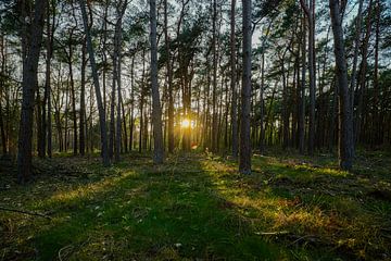 Atemberaubender Sonnenuntergang im Limburger Wald mit den Sonnenstrahlen zwischen den Bäumen von Kim Willems