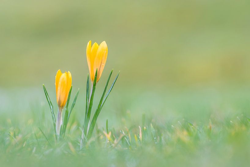 Gele krokussen tussen het gras van John van de Gazelle fotografie