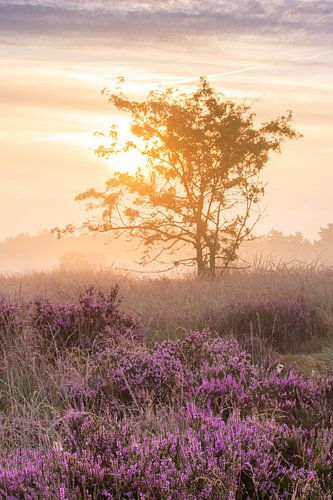 Kleine boom in de mist op de heide