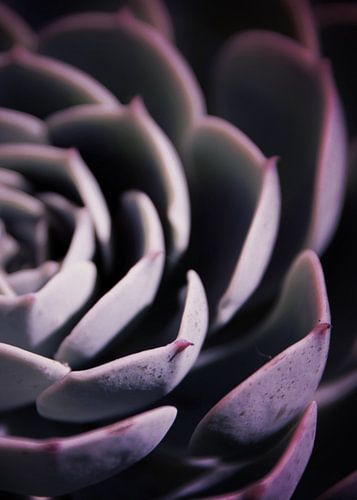 DARKSIDE OF SUCCULENTS IIB HF