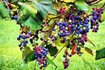 Druiven der gramschap van vmb switzerland