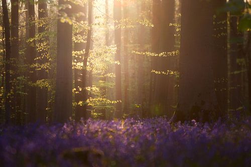 Hallerbos 8