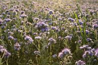 Viooltjes phacelia, phacelia, bijenvriend, tufted beauty van Karina Gebert thumbnail