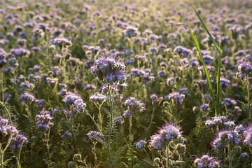 Viooltjes phacelia, phacelia, bijenvriend, tufted beauty van Karina Gebert