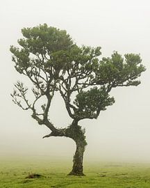 Lorbeerbaum auf Madeira