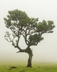 Lorbeerbaum auf Madeira