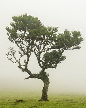 Laurel tree on Madeira by Sander Groenendijk