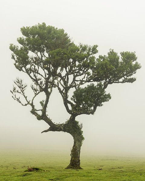 Lorbeerbaum auf Madeira von Sander Groenendijk