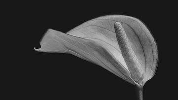 Plante cuillère à fleurs sur Cobi de Jong