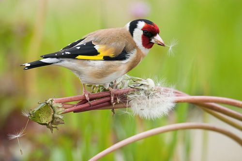 Putter op Paardenbloem