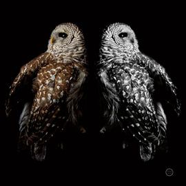 Immer noch ein Leben, Nathan Larson von Wild Apple