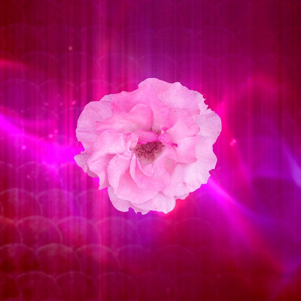 rosa weiße Rose mit Fantasie von Ribbi