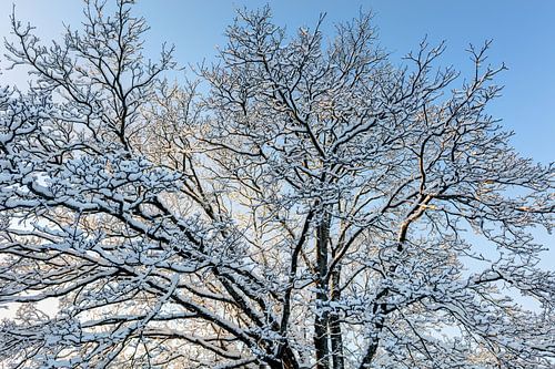 Besneeuwde bomen. Dooi tegen een blauwe lucht