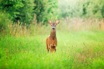 Un chevreuil dans une prairie estivale