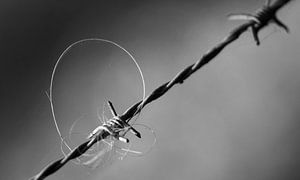 Stacheldraht-Kunst