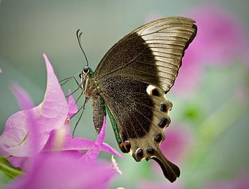 Schmetterling Macro von Dick Besse