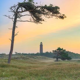 Windflüchter beim Leuchtturm Darßer Ort von Michael Valjak