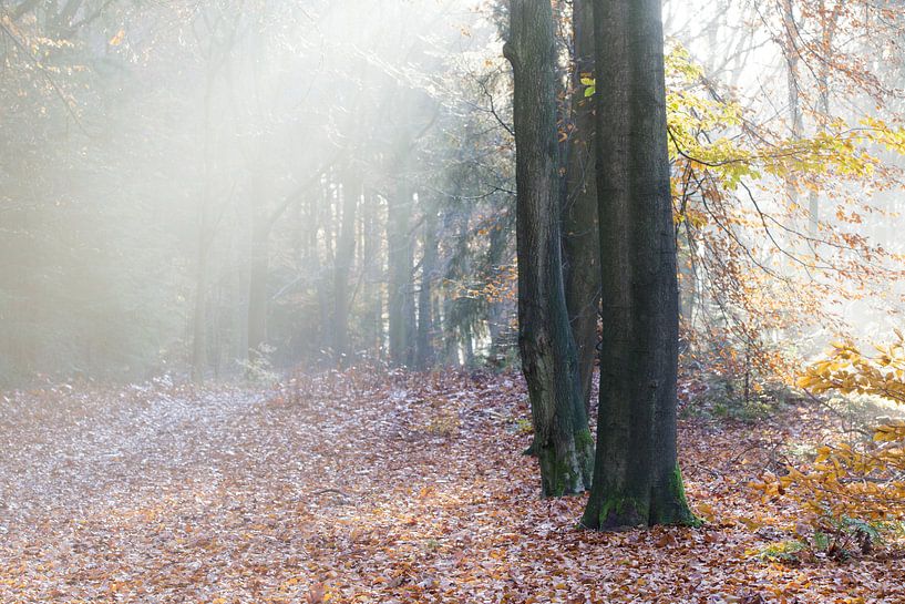 Wandelen door een herfst schilderij by Hans Koster