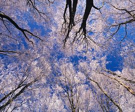 Arbres avec givre, Alb. de Souabe sur Markus Lange