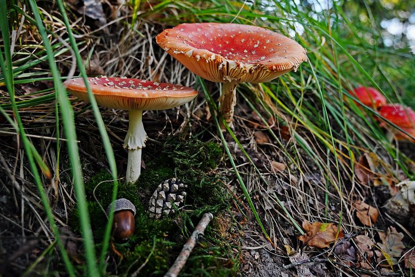Les rousses de contes de fées. par Vrije Vlinder Fotografie