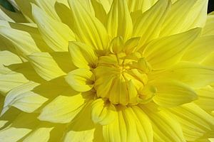 Dahlia