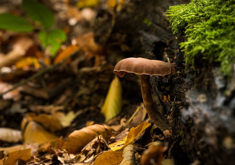 Mushroom by Robby van Vliet