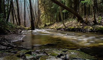 Beautiful forest landscape with small stream by David Esser