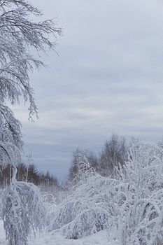 Danish snowy landscape