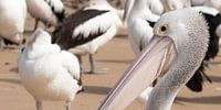 Pelicanen wachtend op voer, Philip Island van Chris van Kan thumbnail