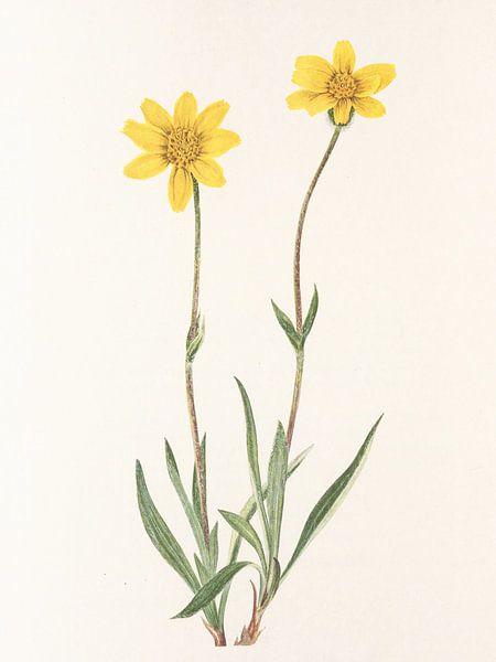 Wollige Arnika aus nordamerikanischen Wildblumen (1925) von Mary Vaux Walcott von Pictufy 