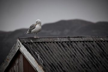 Seagull on a fishing hut on a fjord in Norway by Martin Köbsch