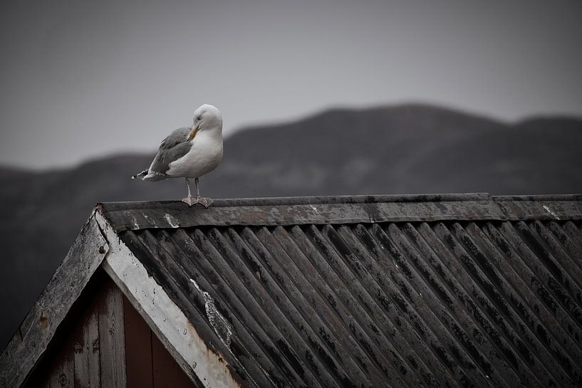 Mouette sur une cabane de pêcheur au bord d'un fjord en Norvège par Martin Köbsch