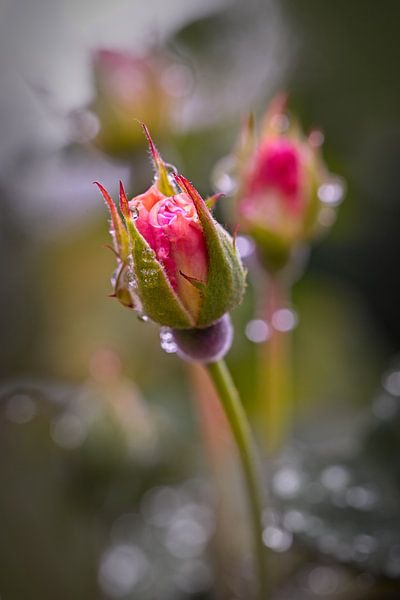Rosebud with water drops by Rob Boon