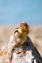 Squirrel by G. van Dijk thumbnail