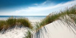 Une élégance lumineuse , des dunes brillantes sur la plage de la mer du Nord