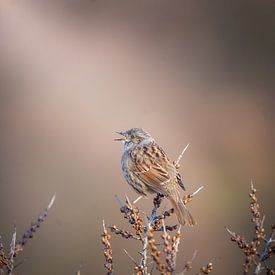 Hedge sparrow in the sea buckthorn by Tom Zwerver