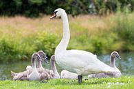 Witte moeder zwaan met jonge kuikens van Ben Schonewille thumbnail